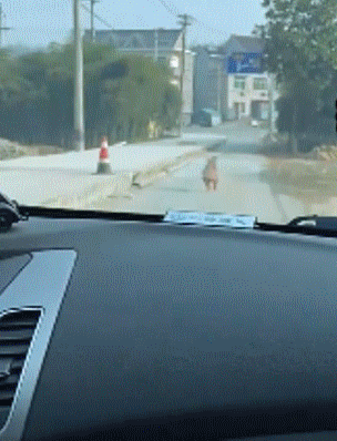 狗狗被好心人收养,为报恩每天亲自送家人上班,两年来风雨无阻!休闲区蓝鸢梦想 - Www.slyday.coM 狗狗被好心人收养,为报恩每天亲自送家人上班,两年来风雨无阻!休闲区蓝鸢梦想 - Www.slyday.coM