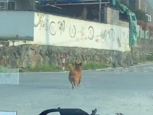 狗狗被好心人收养,为报恩每天亲自送家人上班,两年来风雨无阻!休闲区蓝鸢梦想 - Www.slyday.coM 狗狗被好心人收养,为报恩每天亲自送家人上班,两年来风雨无阻!休闲区蓝鸢梦想 - Www.slyday.coM