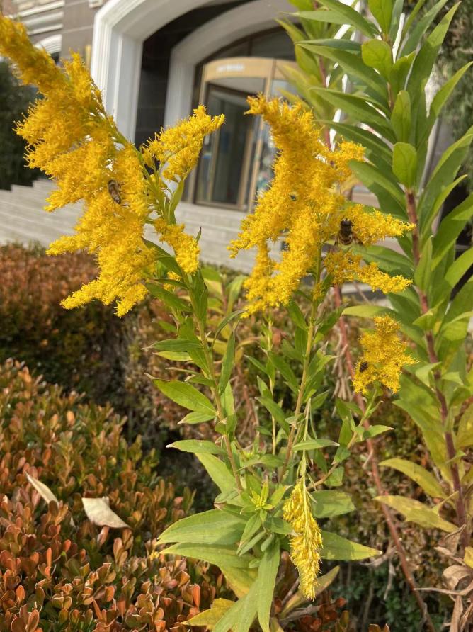 大连一小学生发现“生态杀手”加拿大一枝黄花休闲区蓝鸢梦想 - Www.slyday.coM 大连一小学生发现“生态杀手”加拿大一枝黄花休闲区蓝鸢梦想 - Www.slyday.coM