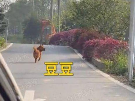 狗狗被好心人收养,为报恩每天亲自送家人上班,两年来风雨无阻!休闲区蓝鸢梦想 - Www.slyday.coM 狗狗被好心人收养,为报恩每天亲自送家人上班,两年来风雨无阻!休闲区蓝鸢梦想 - Www.slyday.coM