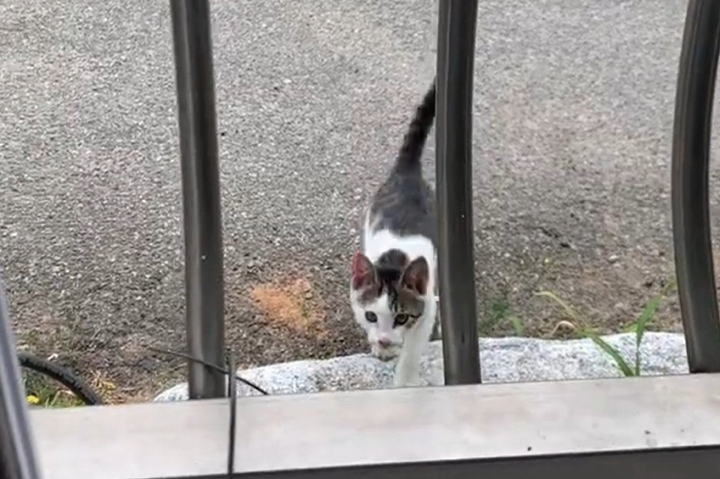 流浪猫跟着回家了（跟着好心人回家的流浪猫，看见宠物猫后满眼失落：您介意多只猫吗）