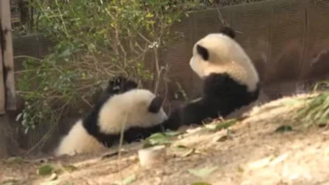 艾伦悬崖推人阻止发胖，自嘲圆润互不相让