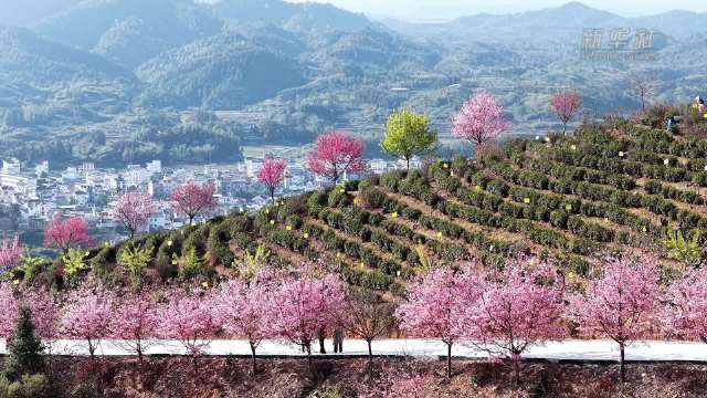 樱花烂漫醉游人 茶山花海引客来