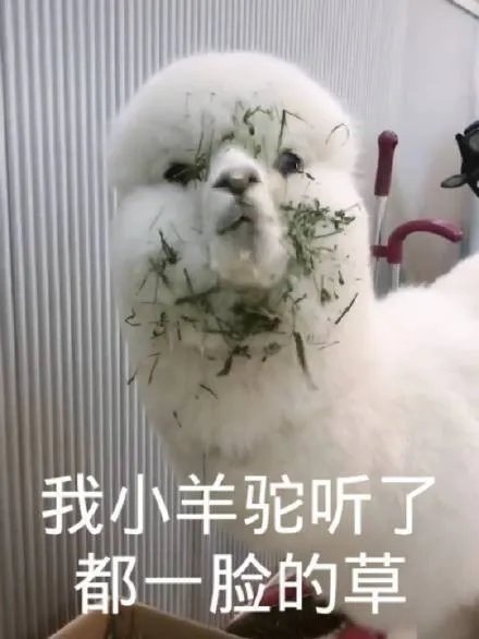 沙雕表情包.