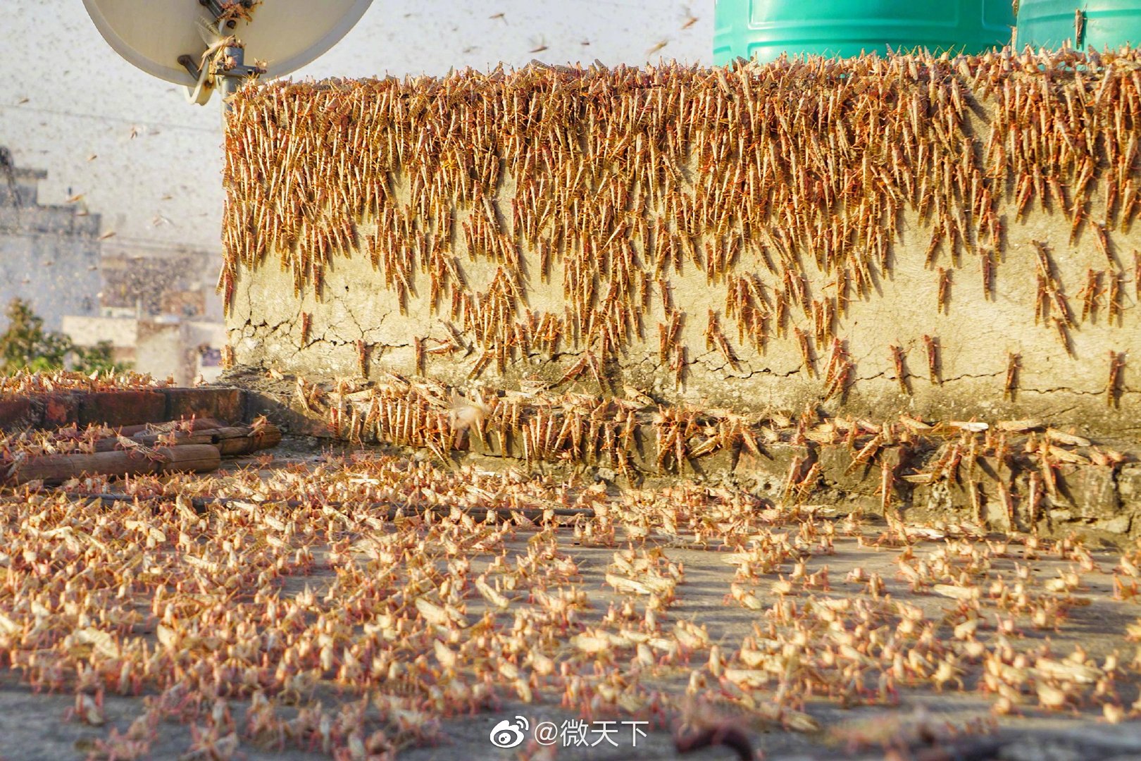 铺天盖地的蝗虫对粮食和蔬菜造成威胁.印度的拉贾斯坦邦,古