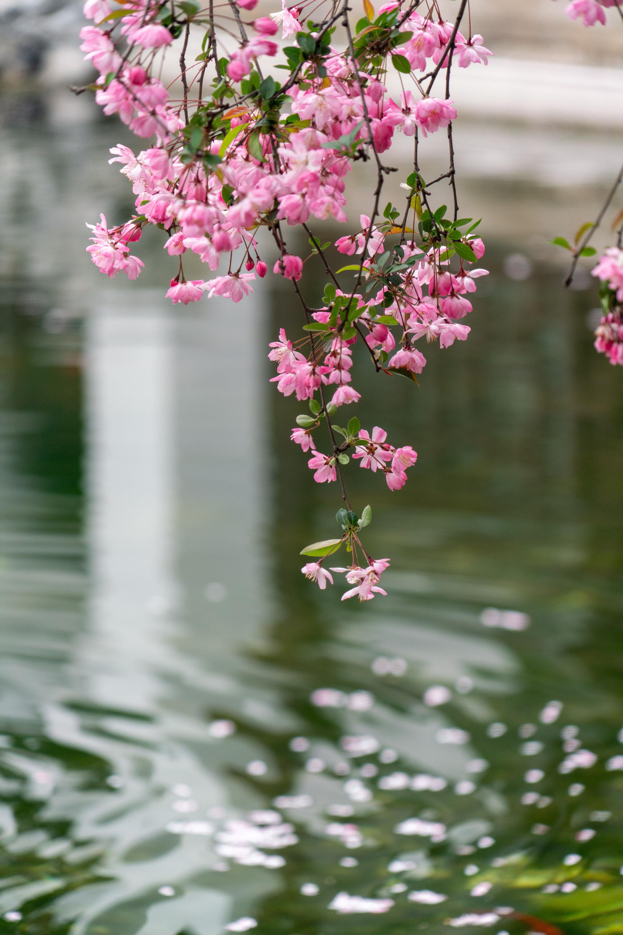 南京莫愁湖海棠