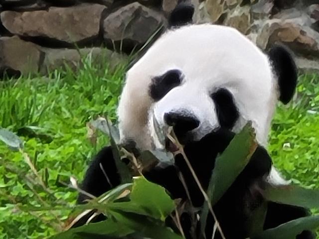 熊猫拍照看镜头 932d-izwfpyt0782358.jpg
