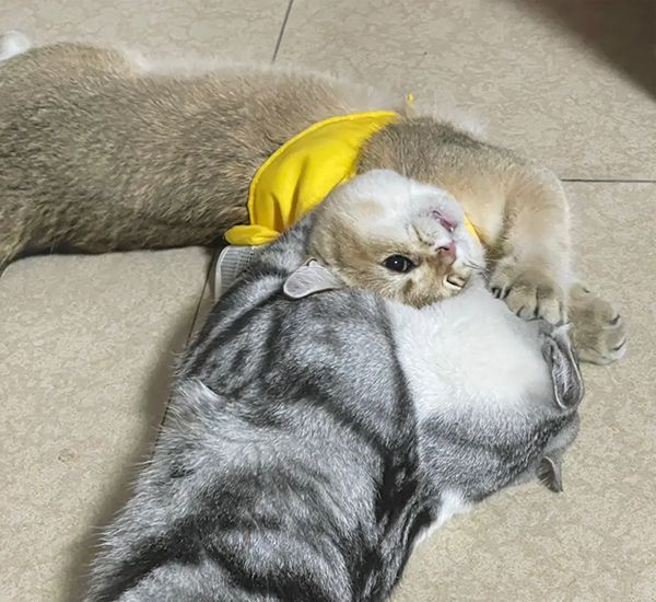 女子打羽毛球不小心打上高处,看到猫咪后灵机一动:来帮忙捡个球