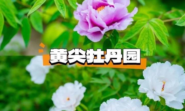 我宣布：盐城周末Zui佳游玩地﹣﹣黄尖牡丹园