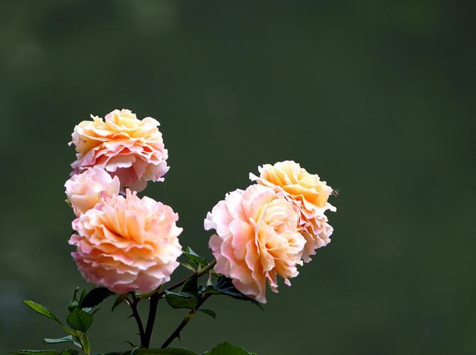 谁是三句半的主角