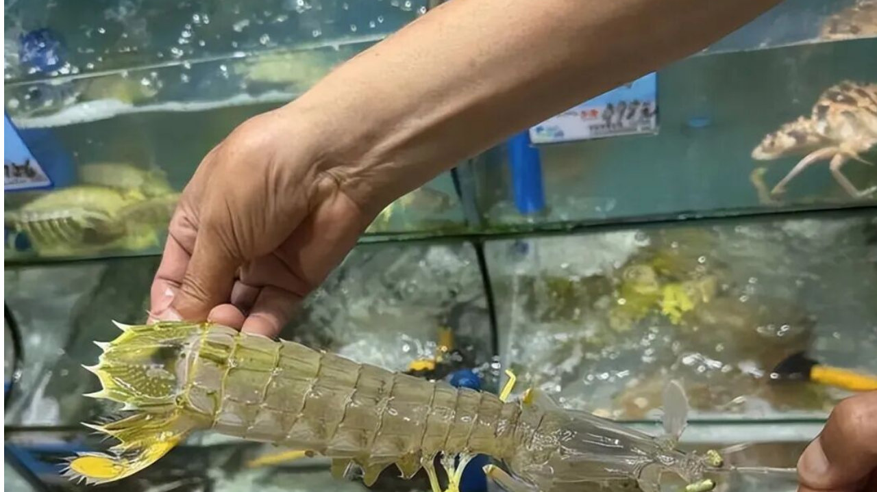 “4只皮皮虾1035元事件”的焦点在哪里？