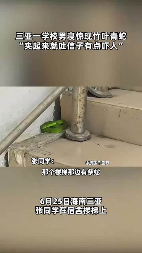 三亚一学校男寝现竹叶青蛇被学生捕获
