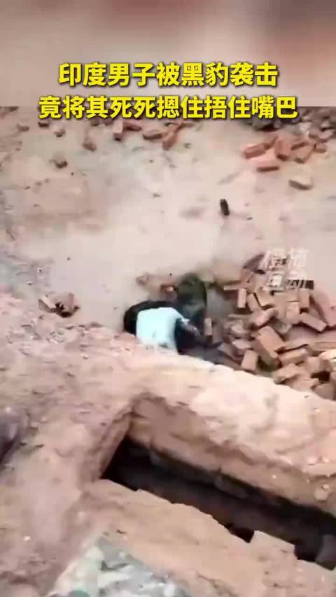 印度男子遭黑豹袭击,跟豹子近身搏斗 竟将其死死摁住捂住嘴巴,村民向豹子砸砖头帮忙
