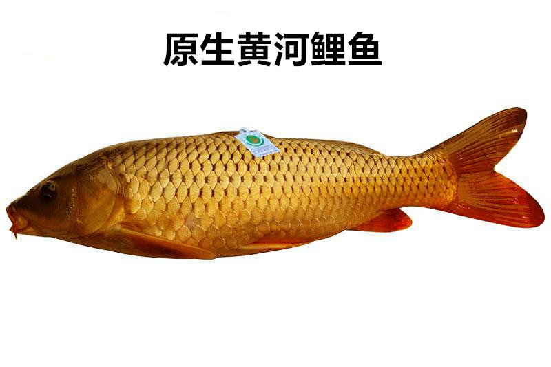 黄河大鲤鱼受热捧,曾经的"淡水鱼王"还能吃到吗?