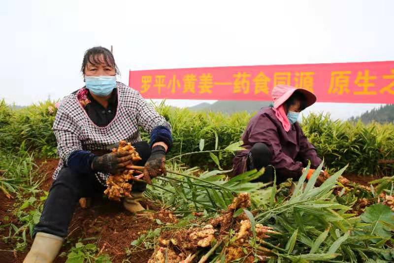 云南罗平县20余万亩小黄姜喜获丰收
