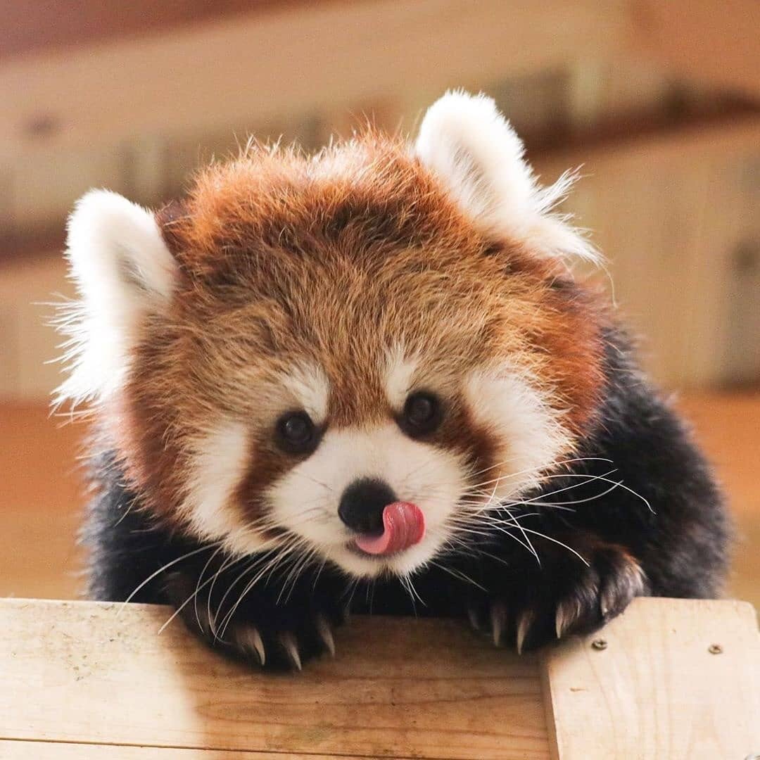 小熊猫吐出小舌头 redpandasforoli , neon__photo