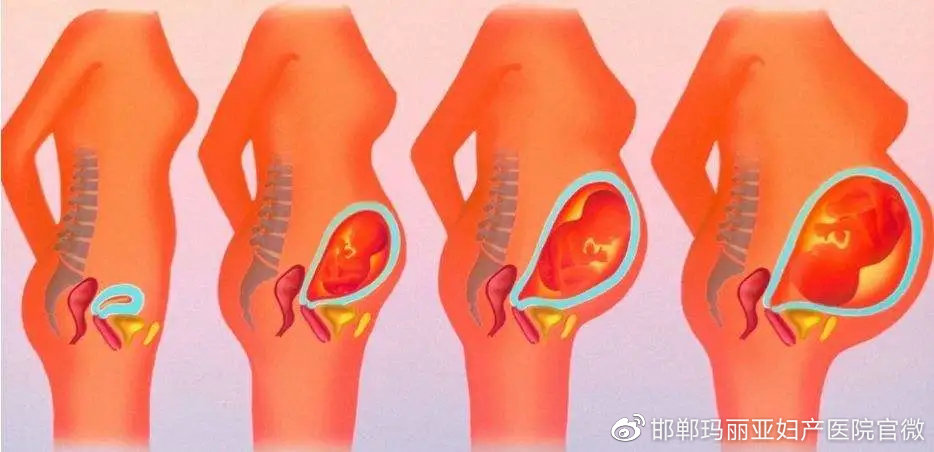 了解孕期的肠胃变化～保护准妈妈的胃口呦