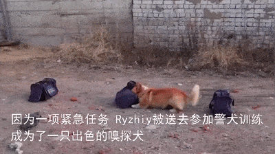 俄罗斯唯一的柯基警犬退休,惊动网友原来柯基当警犬不是段子啊!