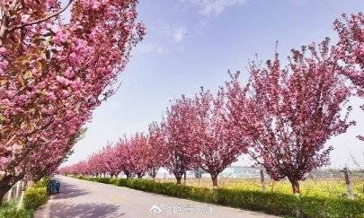 【春天里的陕西】咸阳市旬邑县：樱花盛开 邂逅一场“粉色浪漫”