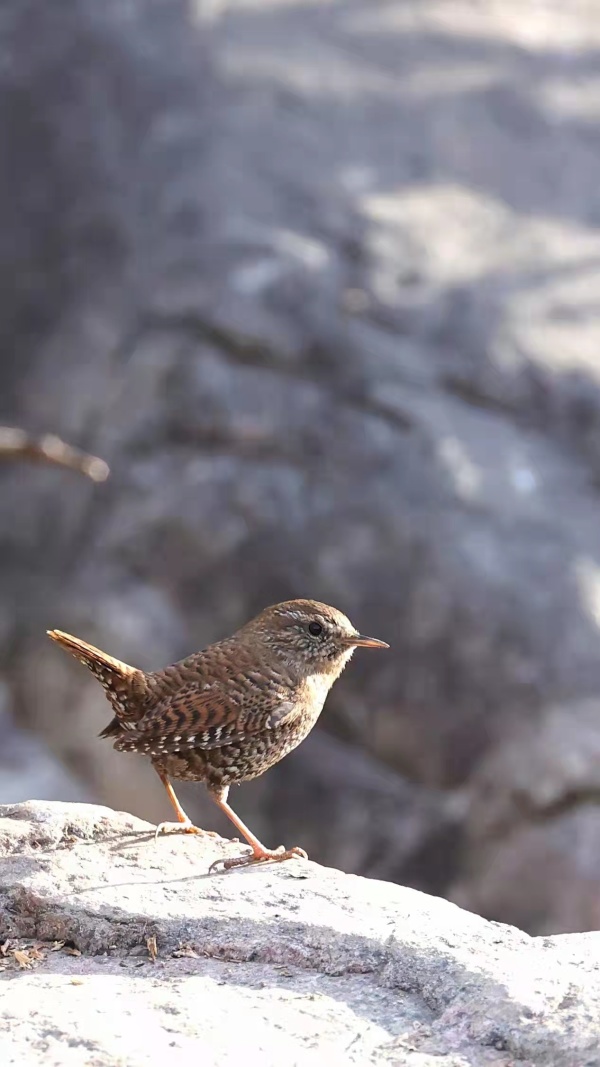 城市边缘地带的生存密码,被隐匿的女性电话号码背后