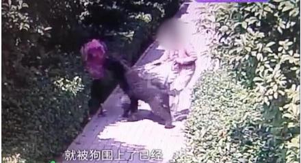 晓蕾说丨安阳“狗咬人”事件:如果王新刚的狗会说话休闲区蓝鸢梦想 - Www.slyday.coM 晓蕾说丨安阳“狗咬人”事件:如果王新刚的狗会说话休闲区蓝鸢梦想 - Www.slyday.coM