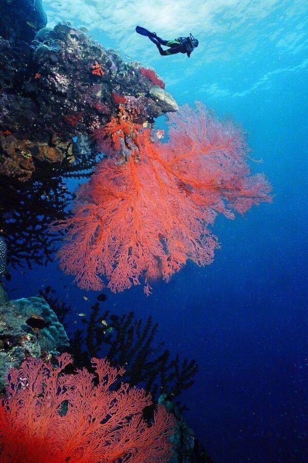 大堡礁是世界七大自然景观之一