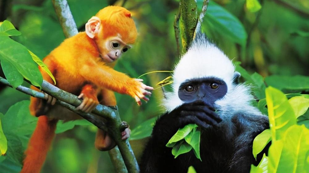 美科学家称这种动物是全人类的祖先!这不是恶心大家么...