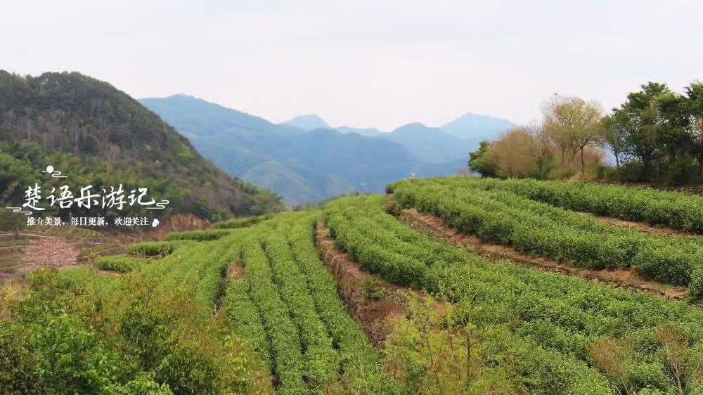 浙江宁波南山茶场，不愧为宁波十大特色山峰之一，梯田茶园美如画