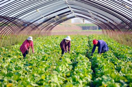 未来高楼大厦中的“垂直农场...