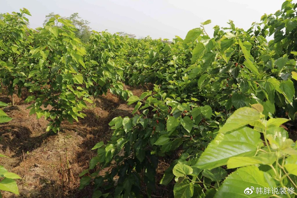 “阴树不入户，入户家难富”，什么是阴树？看看你家有没有？-什么叫阴树