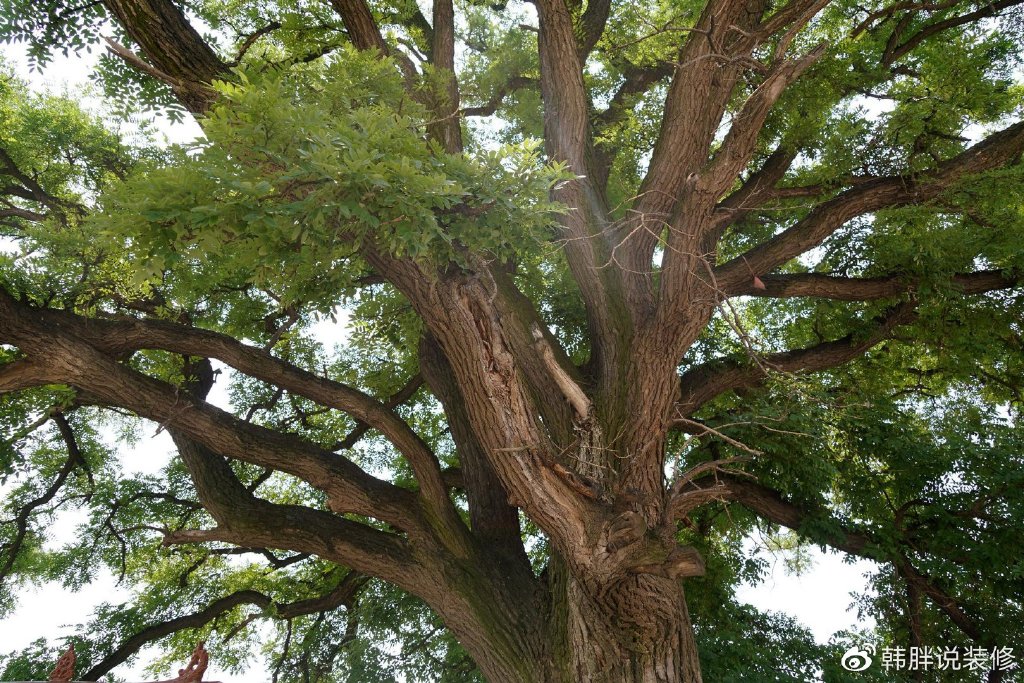 “阴树不入户，入户家难富”，什么是阴树？看看你家有没有？-什么叫阴树