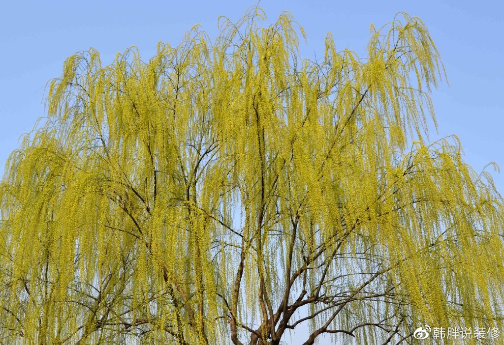 “阴树不入户，入户家难富”，什么是阴树？看看你家有没有？-什么叫阴树