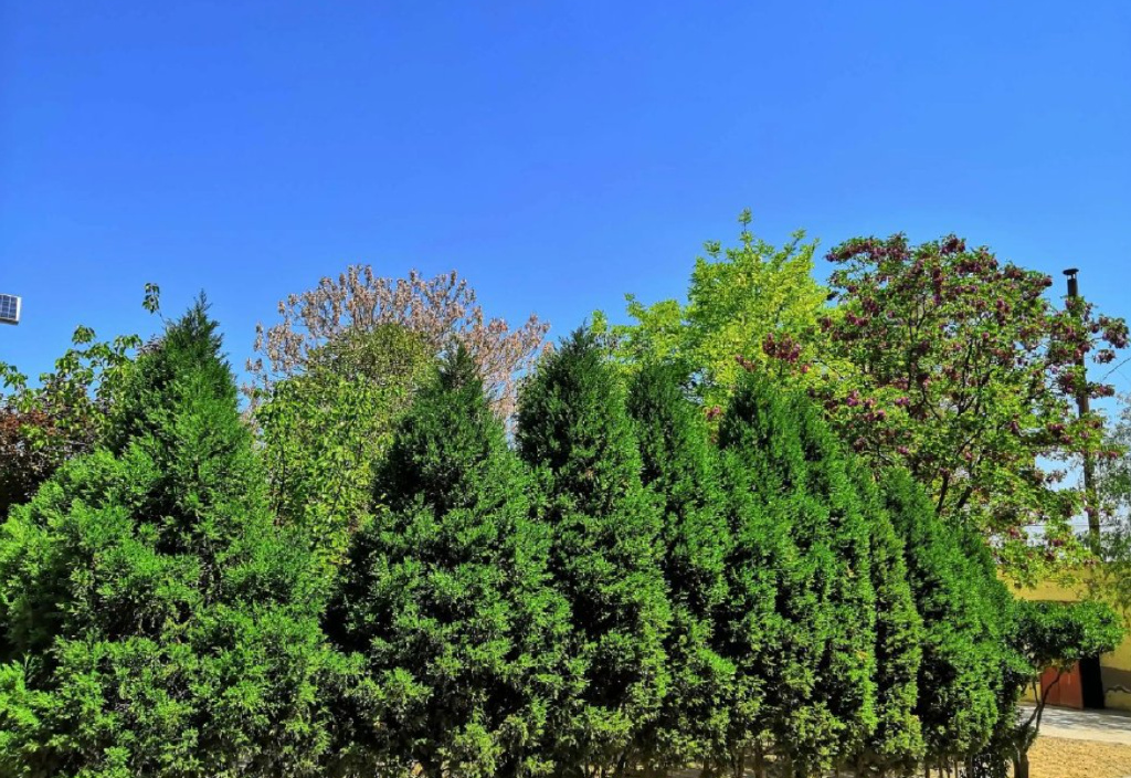 “阴树不入户，入户家难富”，什么是阴树？看看你家有没有？-什么叫阴树