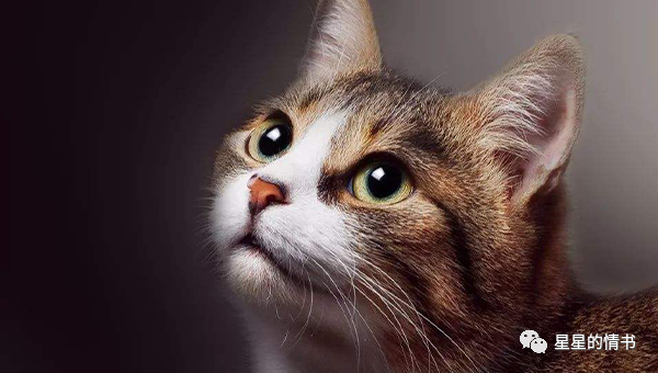 2021年12生肖的吉祥星 2021年12生肖的吉祥星