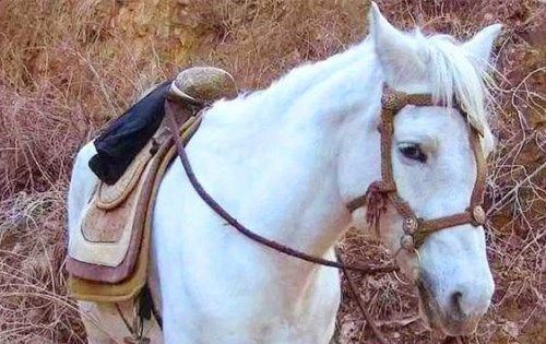 白龙马是《西游记》中最惨的主角,无台词,无片酬