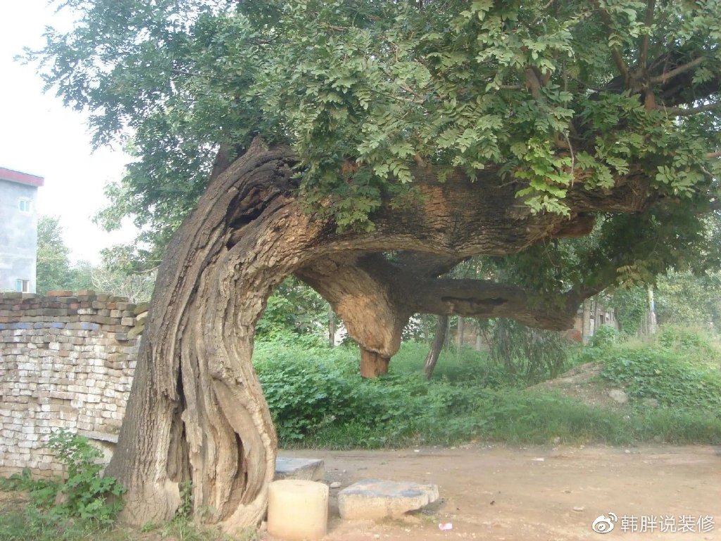 “阴树不入户，入户家难富”，什么是阴树？看看你家有没有？-什么叫阴树