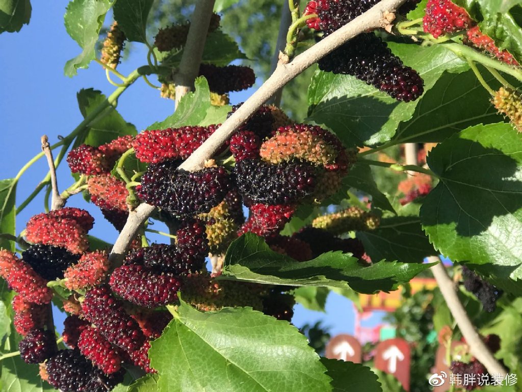 “阴树不入户，入户家难富”，什么是阴树？看看你家有没有？-什么叫阴树