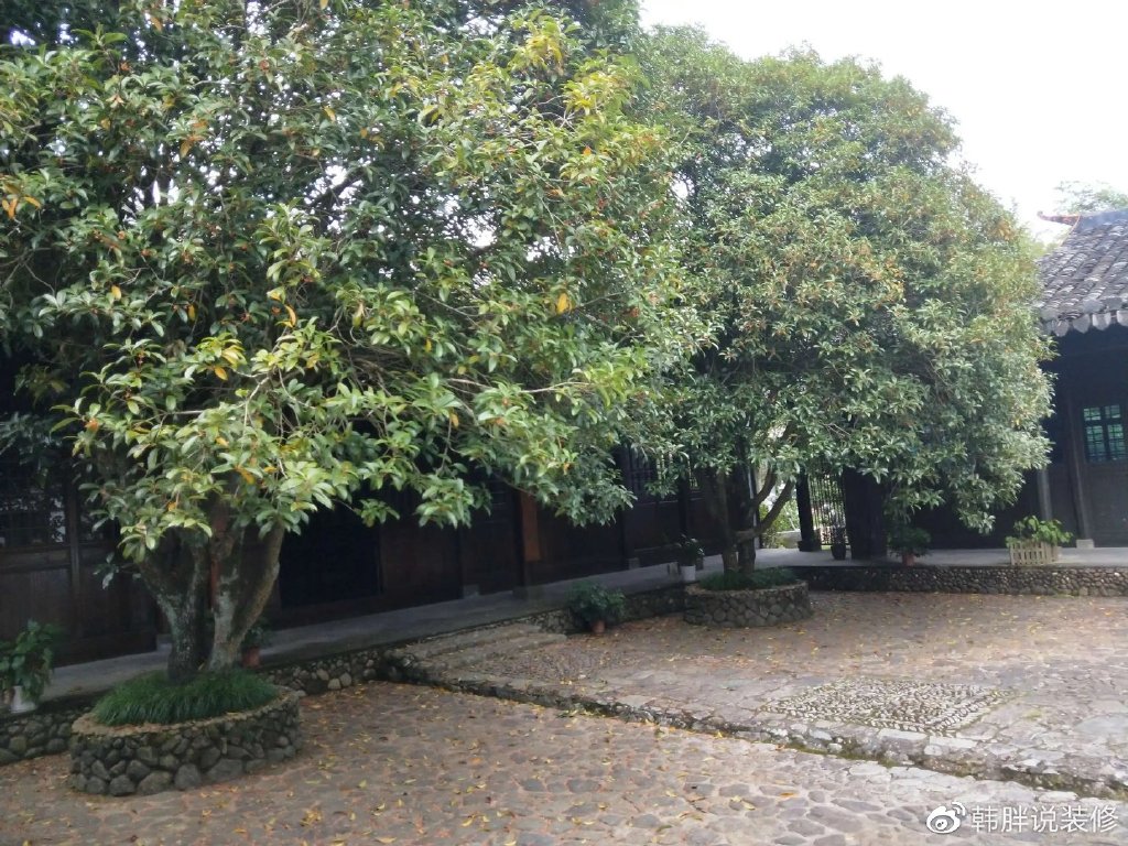 “阴树不入户，入户家难富”，什么是阴树？看看你家有没有？-什么叫阴树