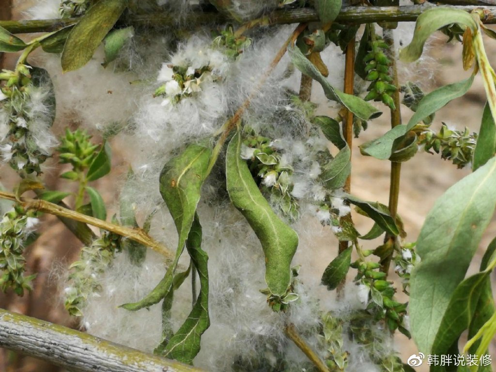 “阴树不入户，入户家难富”，什么是阴树？看看你家有没有？-什么叫阴树