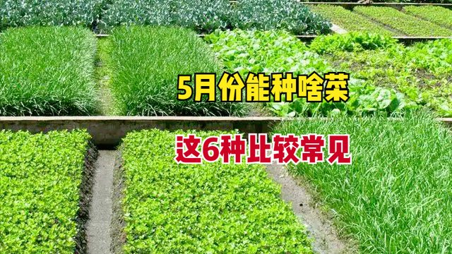 5月份能种什么菜？这6种蔬菜别错过，7-8月就能吃到，早做准备