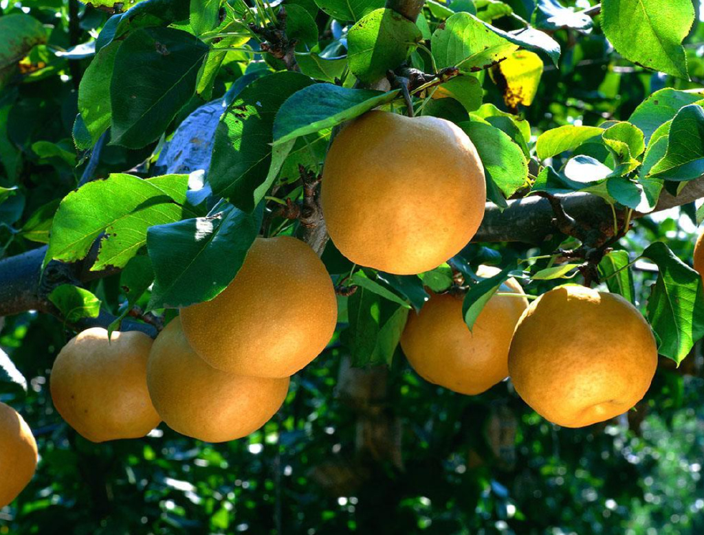 “阴树不入户，入户家难富”，什么是阴树？看看你家有没有？-什么叫阴树