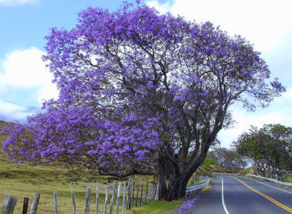 又是一年紫色季,津巴布韦蓝花楹树盛开 ——南非