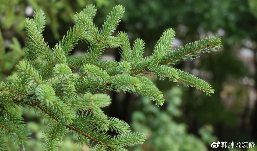 “阴树不入户，入户家难富”，什么是阴树？看看你家有没有？-什么叫阴树