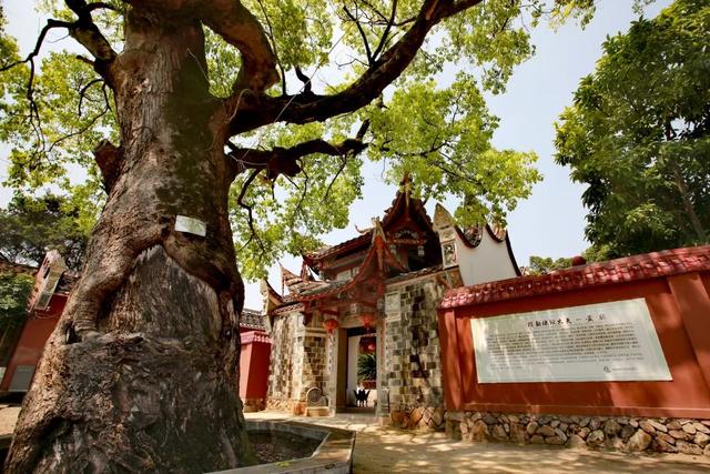 春意满枝头一起来了解福建各地的市树