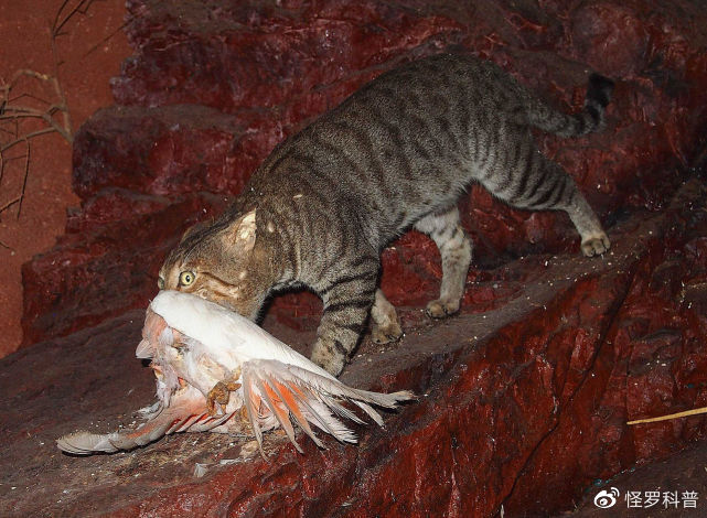 流浪肥猫大如虎，<a href=