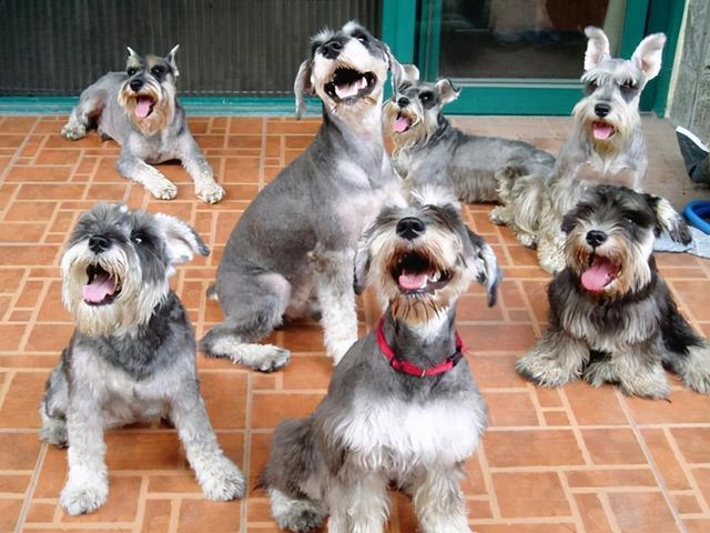 雪纳瑞犬缺钙的5大表现你发现了吗