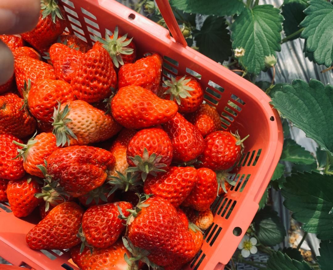 第一茬的草莓最甜！最新最全的广州草莓地图来啦！