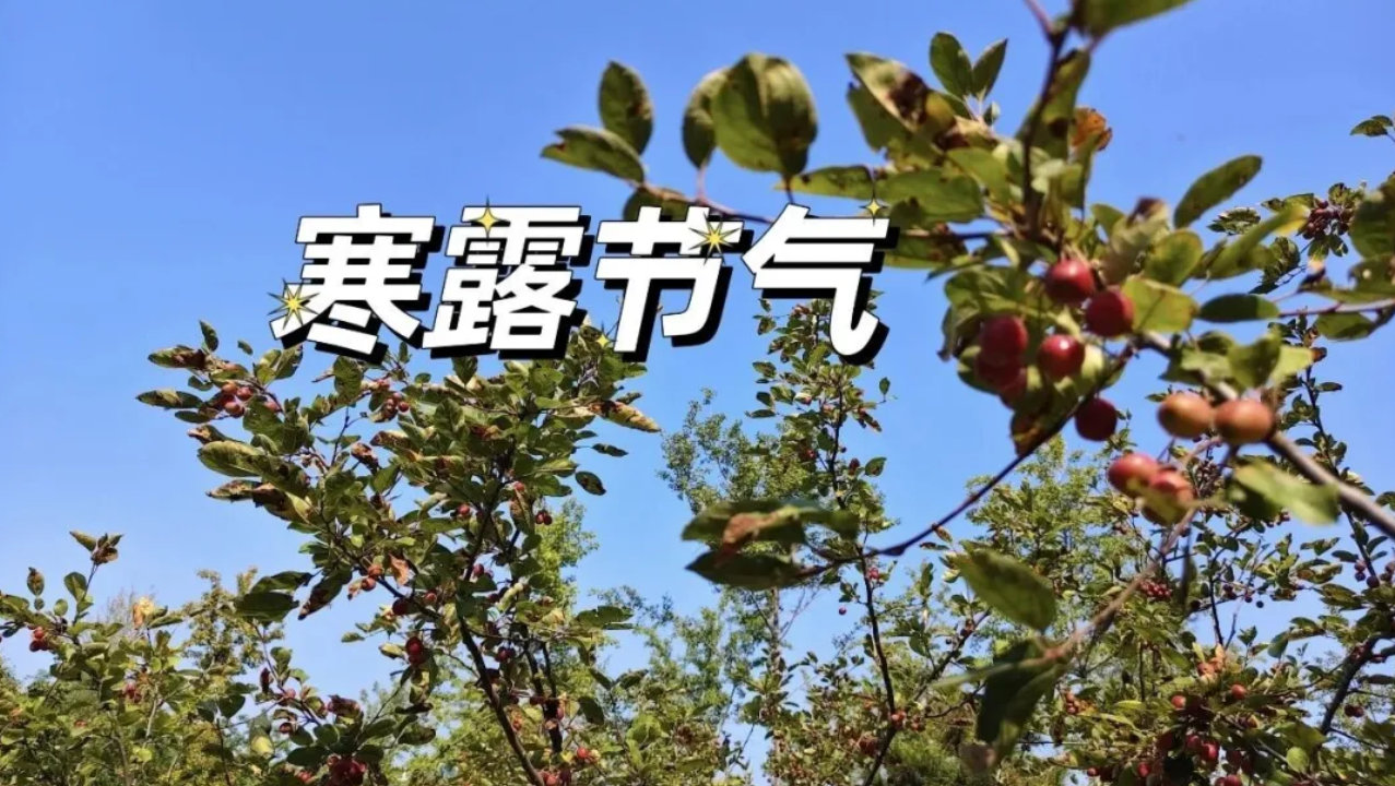 寒露节气,记得“吃3样,做1事”习俗,顺时润养寓意好,全家安稳过秋 寒露节气,记得“吃3样,做1事”习俗,顺时润养寓意好,全家安稳过秋