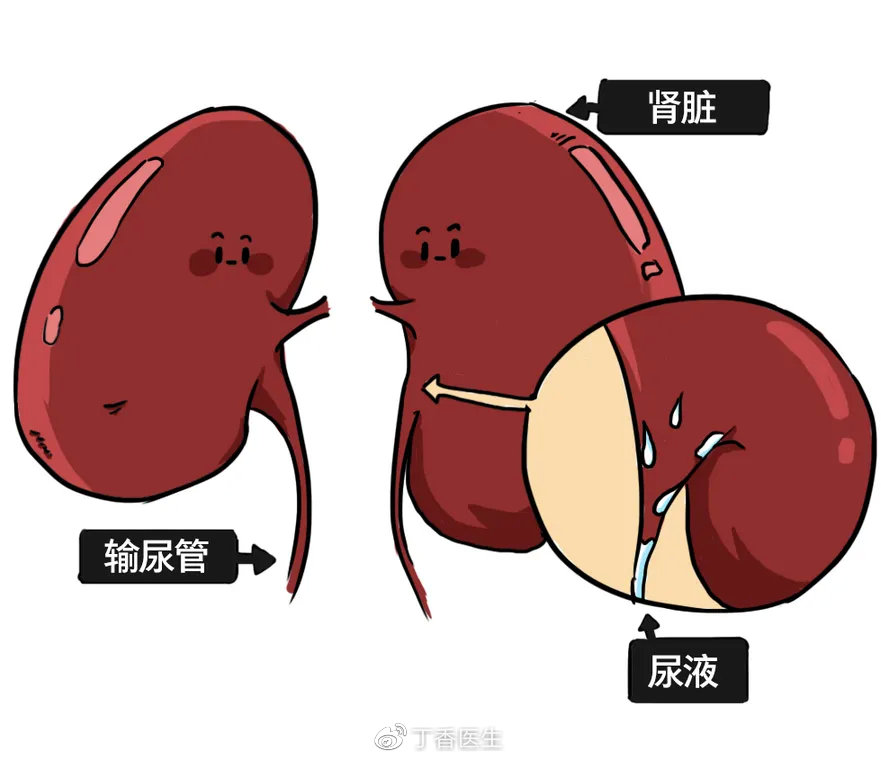 经常憋尿,身体会发生什么|肾脏_新浪新闻