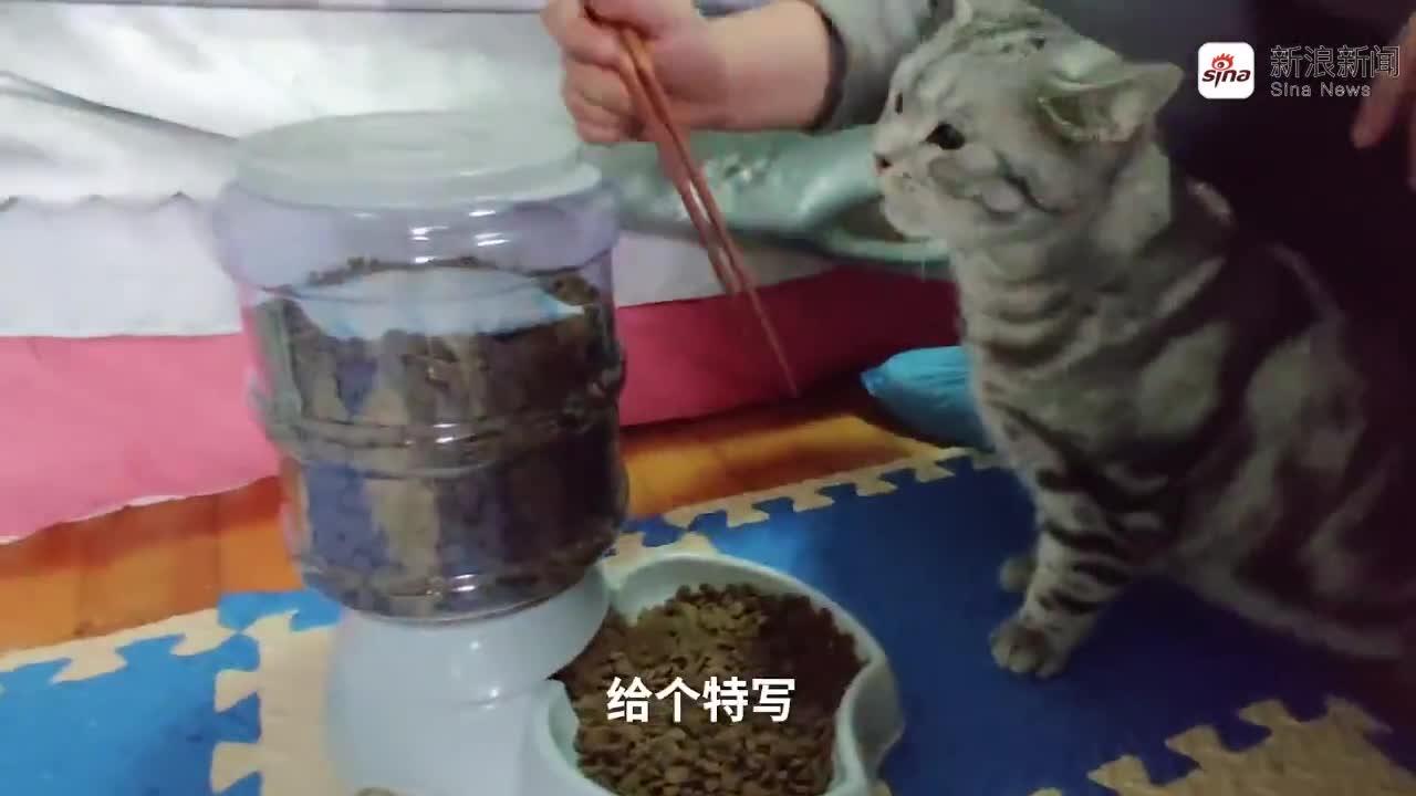 宠物的可爱瞬间 温馨宠物和婴儿超有爱的瞬间